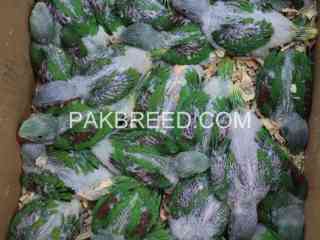 alexandrine-bird-for-sale-in-rawalpindi