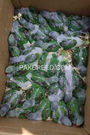 alexandrine-bird-for-sale-in-rawalpindi-big-0