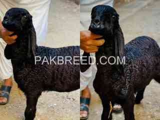 goat-for-sale