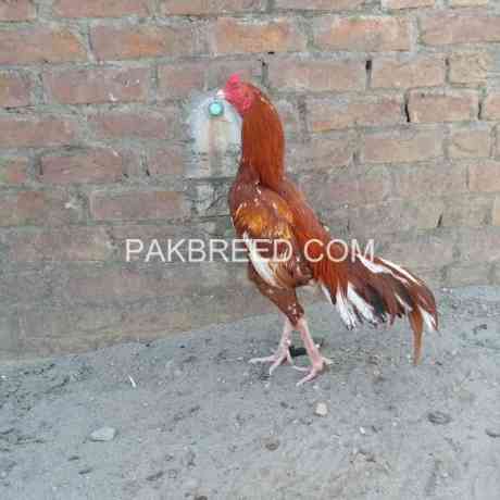 high-quality-peela-aseel-phta-for-sale-big-0