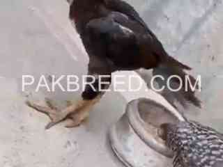 aseel-birds-for-sale