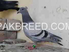 racer-chick-for-sale-in-peshawar