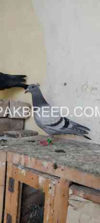 racer-chick-for-sale-in-peshawar-big-0