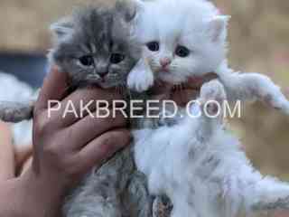 kitten-pair-available-for-sale-in-karachi