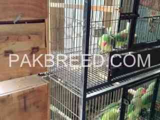 8-parrots-with-cage-and-breeding-box-for-sale-in-lahore