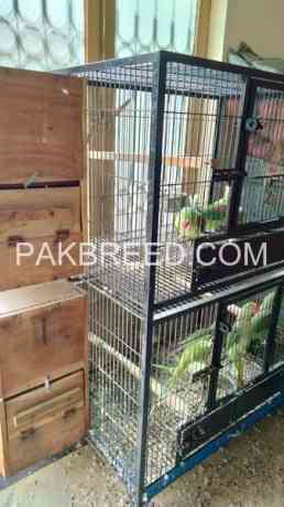 8-parrots-with-cage-and-breeding-box-for-sale-in-lahore-big-0