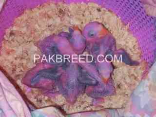 raw-chicks-available-in-lahore