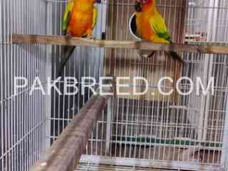 sun-conure-high-red-factor-breeder-pair-for-sale