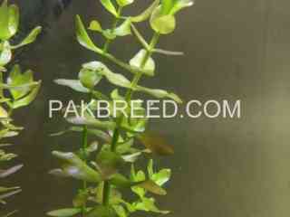 aquarium-live-plants-available-in-lahore