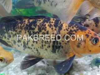 04-pice-15-inch-size-fish-for-sale-rawalpindi-islamabad