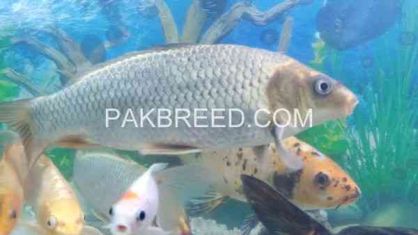 04-pice-15-inch-size-fish-for-sale-rawalpindi-islamabad-big-1