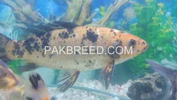 04-pice-15-inch-size-fish-for-sale-rawalpindi-islamabad-big-2