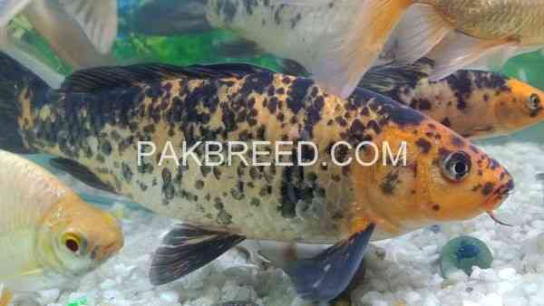 04-pice-15-inch-size-fish-for-sale-rawalpindi-islamabad-big-0