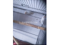 2-piece-of-albino-red-eyes-lovebird-with-cage-small-2