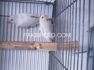 2-piece-of-albino-red-eyes-lovebird-with-cage