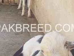 goats-for-sale-in-karachi