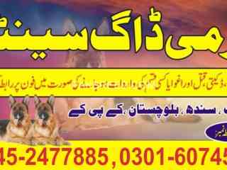 army-dog-center-sukkur