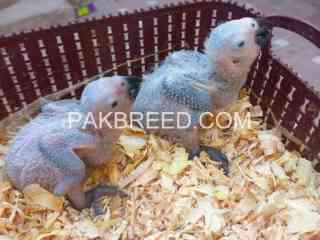 grey-parrot-chicks-up-for-sale-in-multan