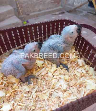 grey-parrot-chicks-up-for-sale-in-multan-big-0