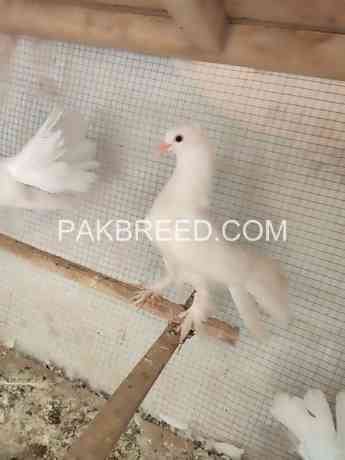 laki-kabooter-pair-for-sale-in-multan-big-1