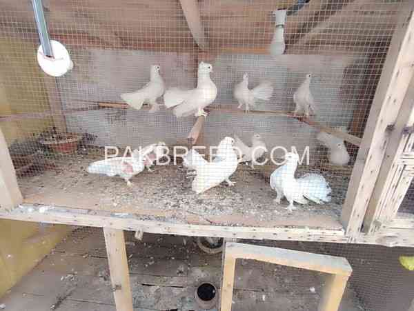 laki-kabooter-pair-for-sale-in-multan-big-0