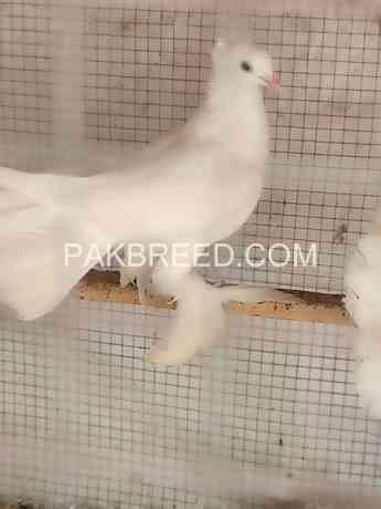 laki-kabooter-pair-for-sale-in-multan-big-2