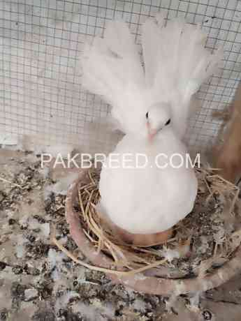 laki-kabooter-pair-for-sale-in-multan-big-3