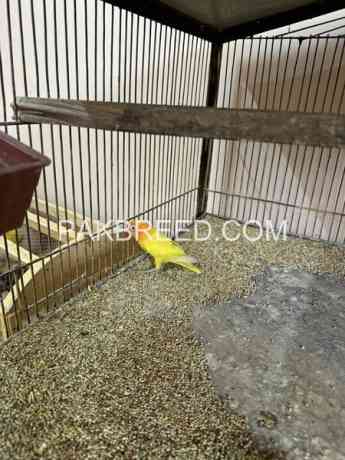 yellow-lutino-personata-for-sale-in-multan-big-2