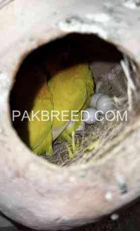 yellow-lutino-personata-for-sale-in-multan-big-0