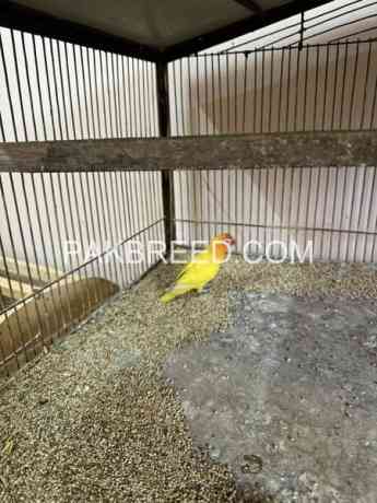 yellow-lutino-personata-for-sale-in-multan-big-1