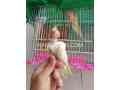 common-cocktail-chick-for-sale-in-rawalpindi-small-1