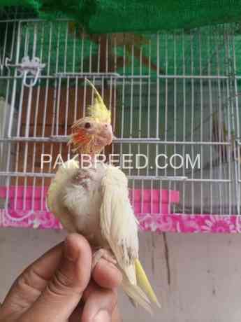 common-cocktail-chick-for-sale-in-rawalpindi-big-2