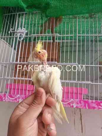 common-cocktail-chick-for-sale-in-rawalpindi-big-0