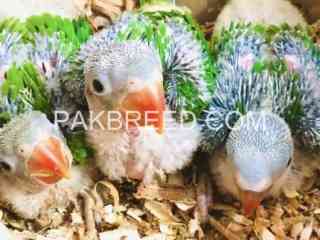 3-raw-jumbo-size-chicks-looking-for-new-shelter