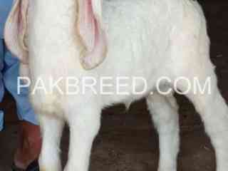 2-pure-gulabi-larkana-sheeps-for-sale