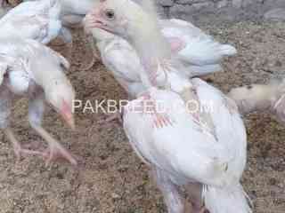 aseel-birds-for-sale-in-lahore