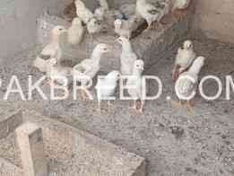 aseel-chicks-for-sale-in-burewala