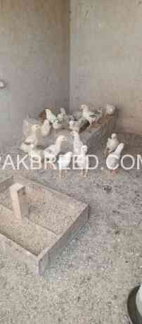 aseel-chicks-for-sale-in-burewala-big-0