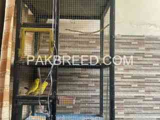 solid-iron-cage-for-sale-in-lahore