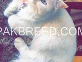 pure-white-turkish-angora-female-cat-for-sale