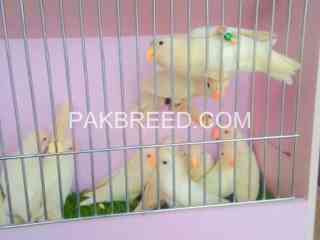 strong-bloodline-albino-pathy-for-sale