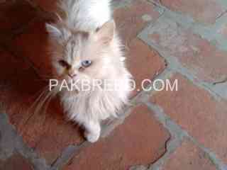 blue-eyes-tripal-cot-cat-available