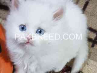 persian-kittens-male-female-both-pure-persian-cat-for-sale