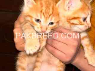 kitten-for-adoption-in-rawalpindi