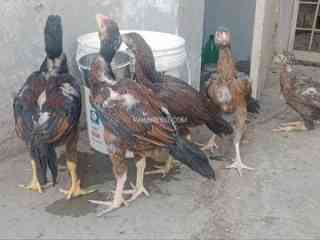 pure-aseel-chicks-for-sale