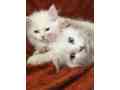 persian-kitten-pair-for-sale-small-0