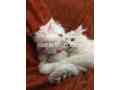 persian-kitten-pair-for-sale-small-2