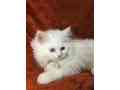 persian-kitten-pair-for-sale-small-1