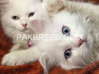 persian-kitten-pair-for-sale