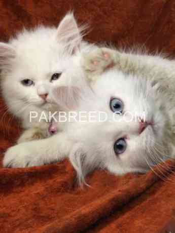 persian-kitten-pair-for-sale-big-0